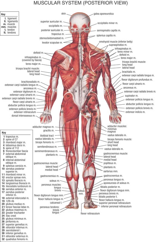 Muscular system posterior view