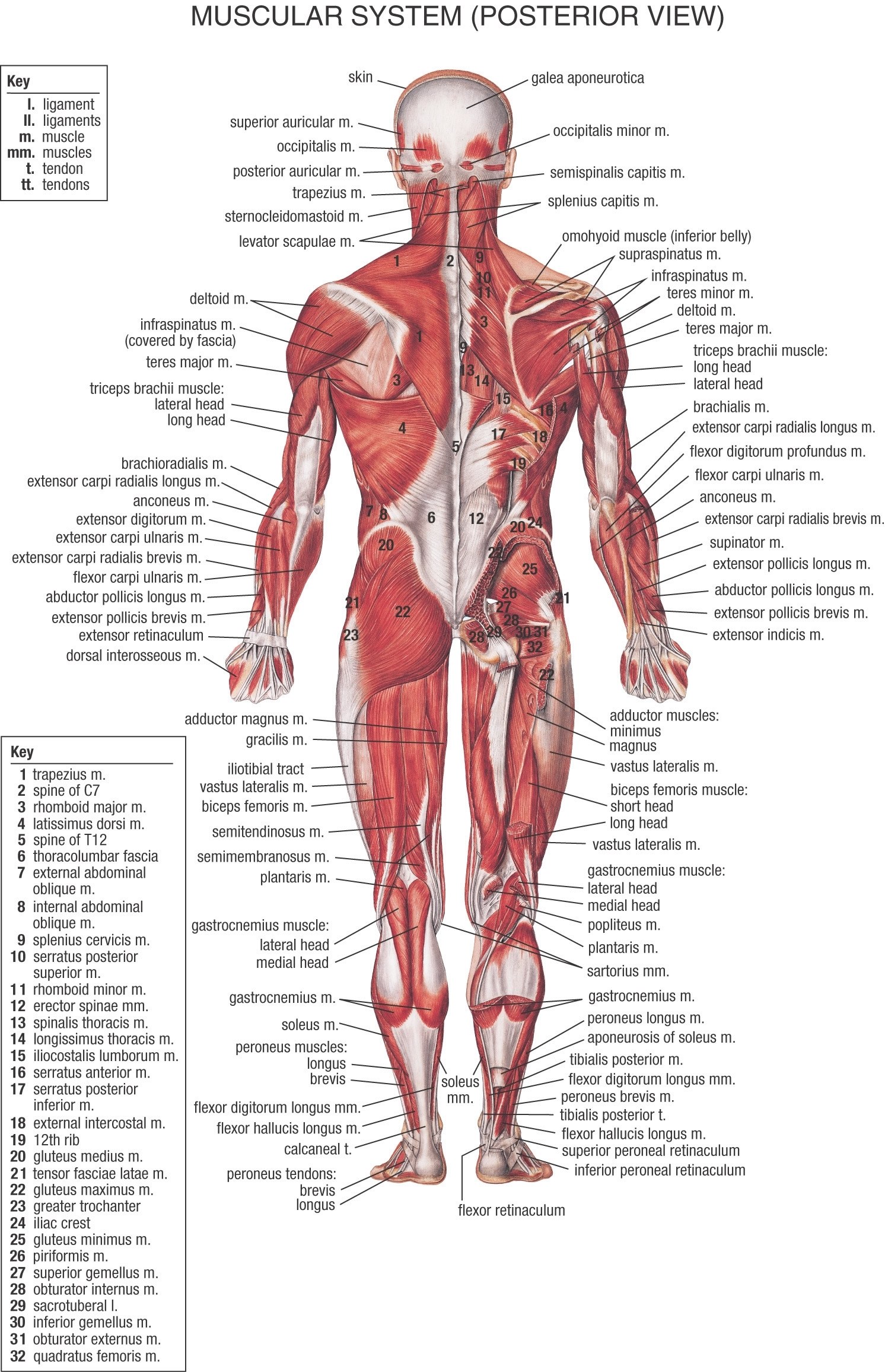 Muscular system posterior view