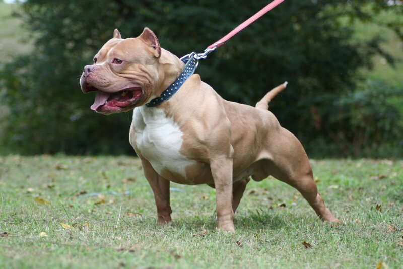 Muscular Tan Pitbull