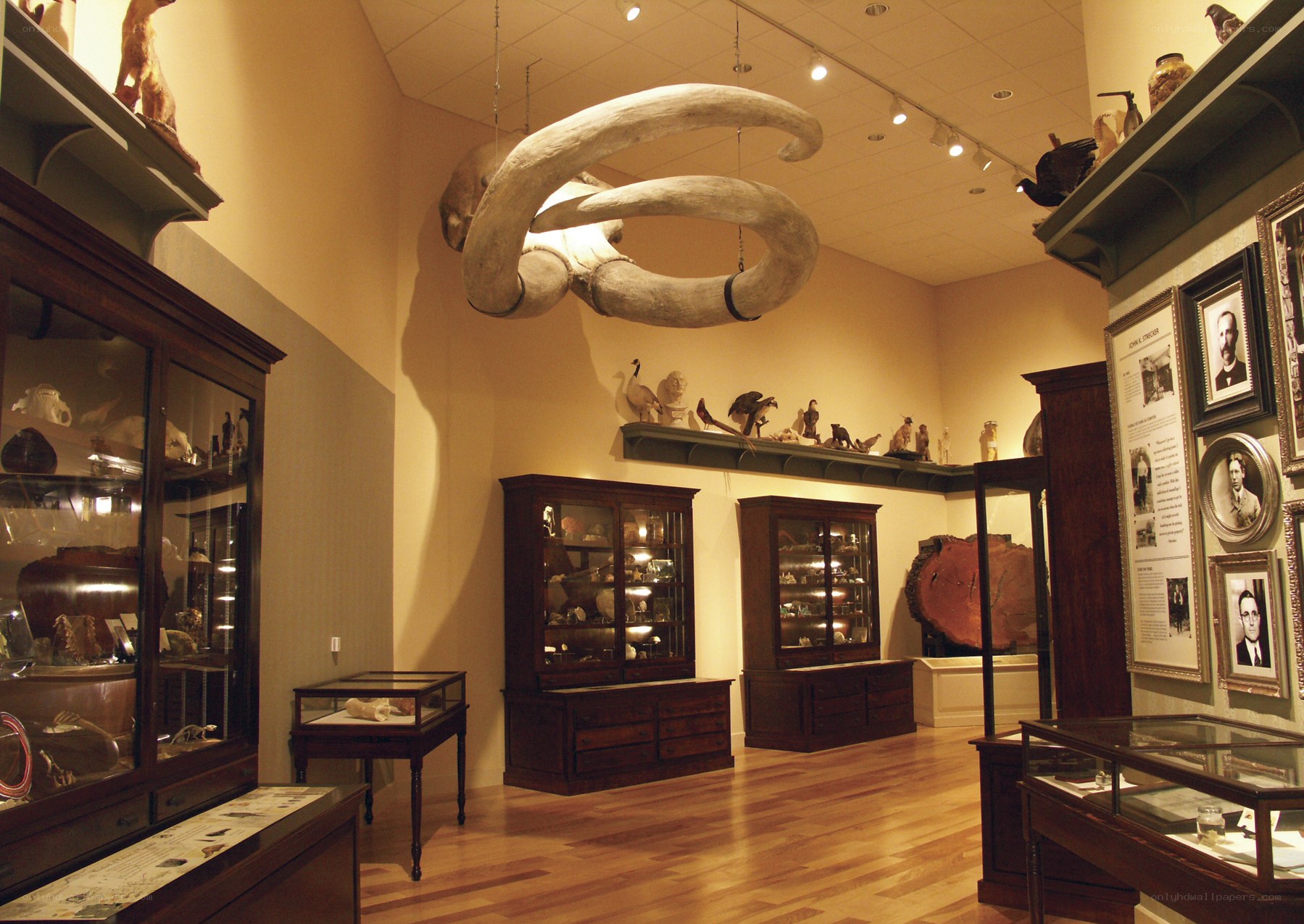 Museum exhibit with mammoth tusks