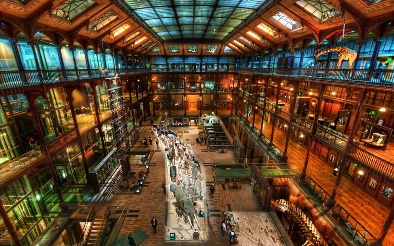 Museum Hall with Animal Skeletons