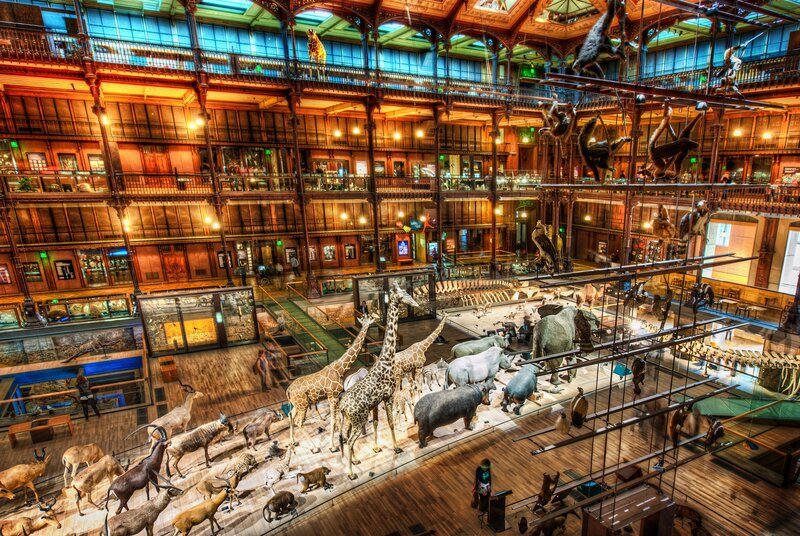 Museum of Natural History interior