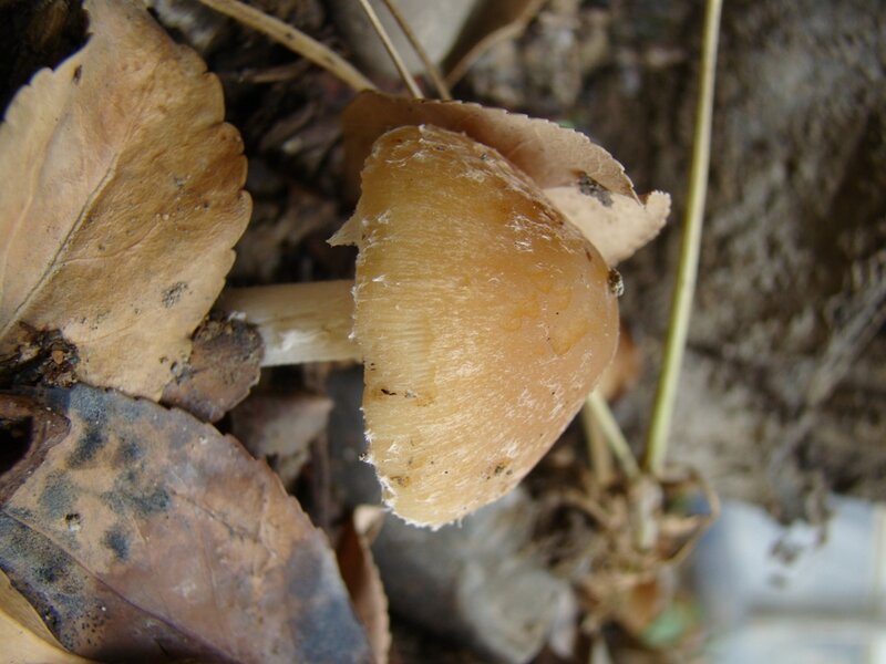 mushroom among fallen leaves