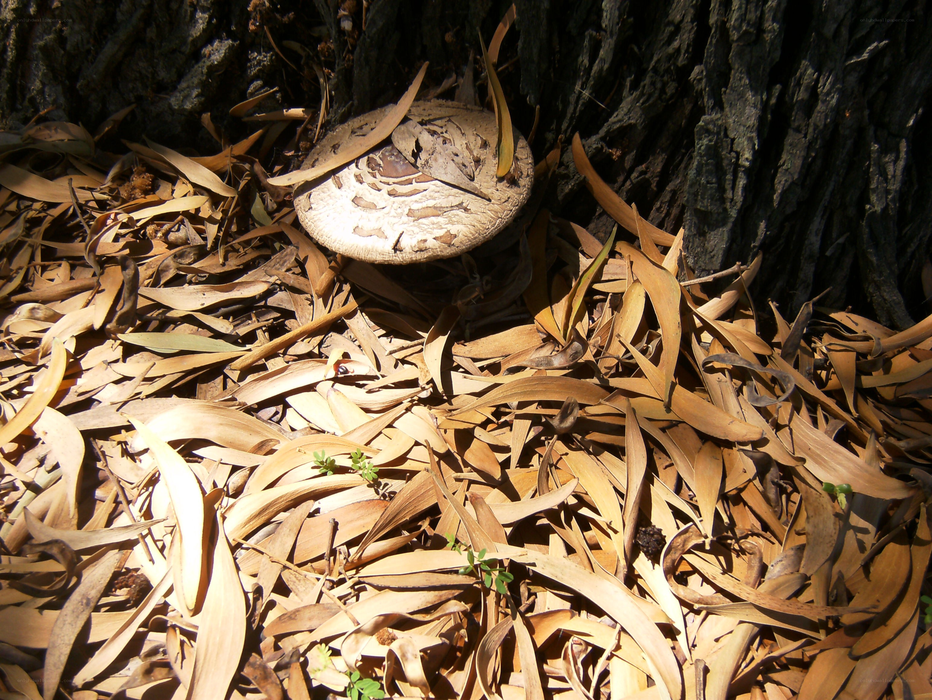 Mushroom among fallen leaves