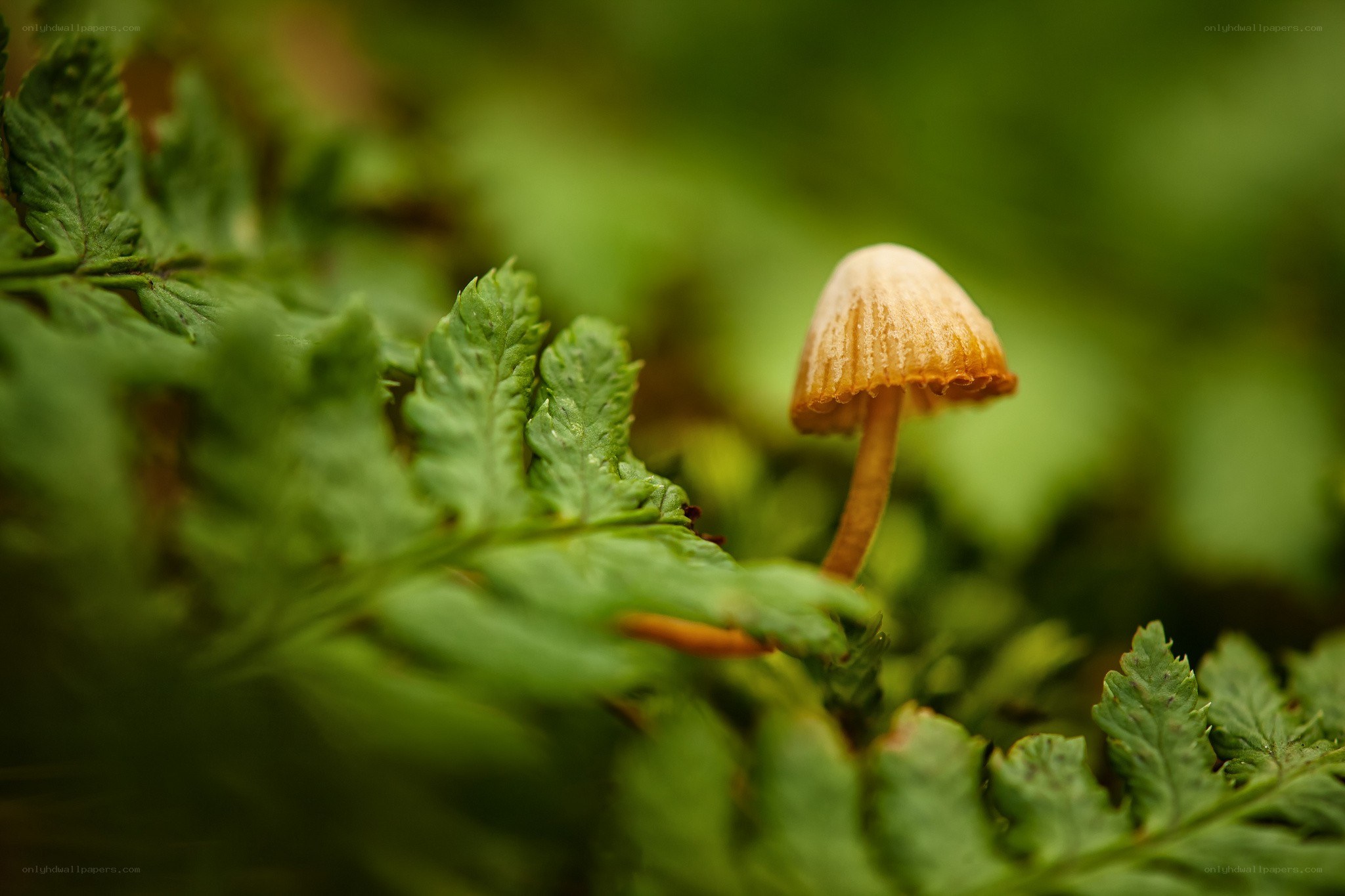 Mushroom among ferns