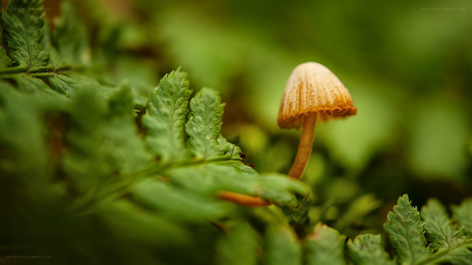 Mushroom among ferns