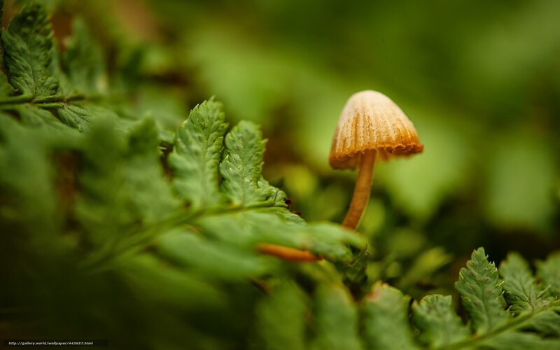 Mushroom among ferns