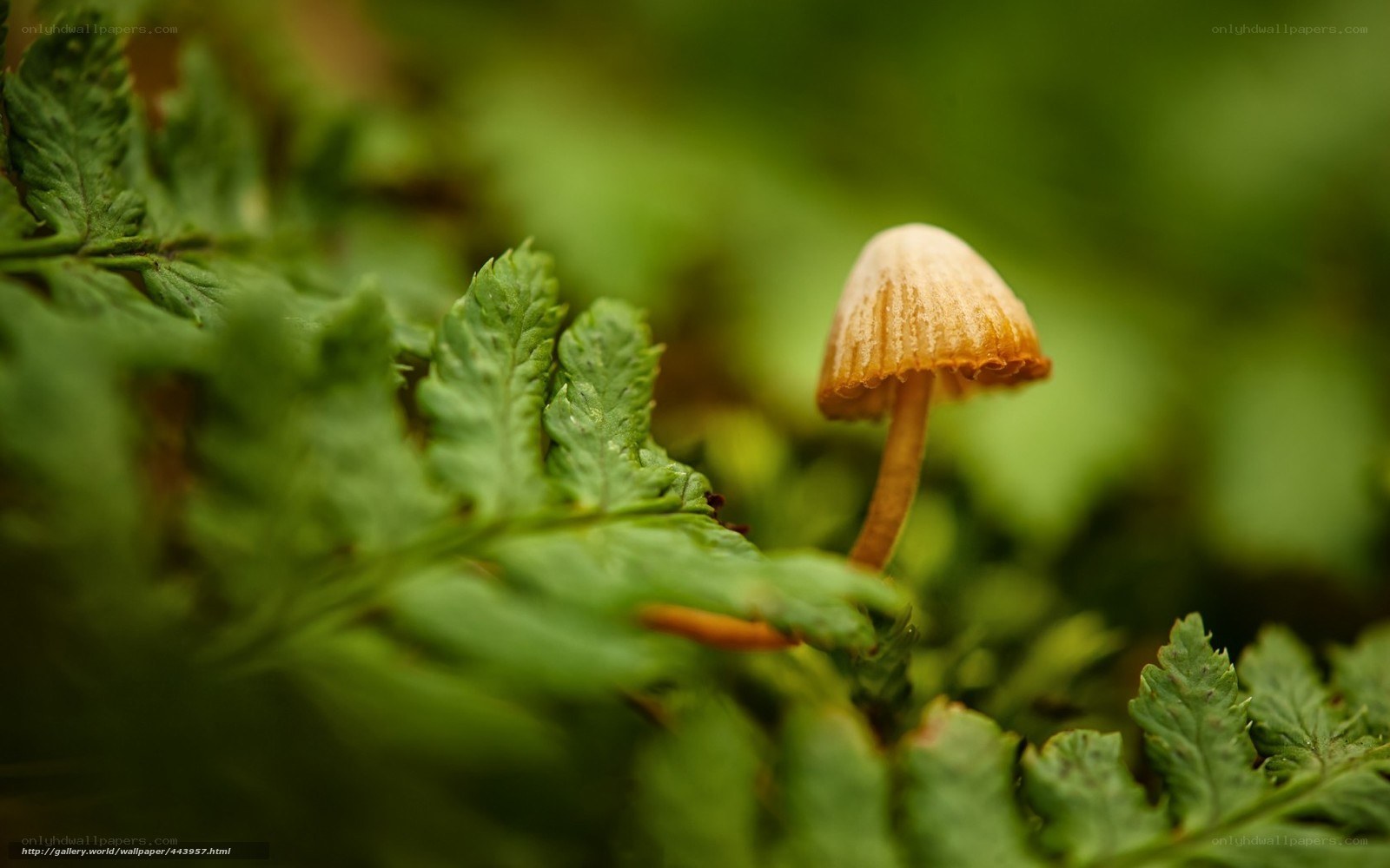 Mushroom among ferns