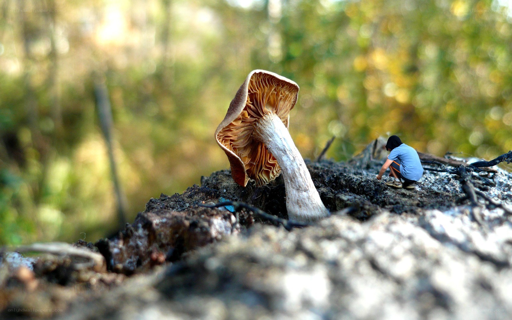 Mushroom and child in forest