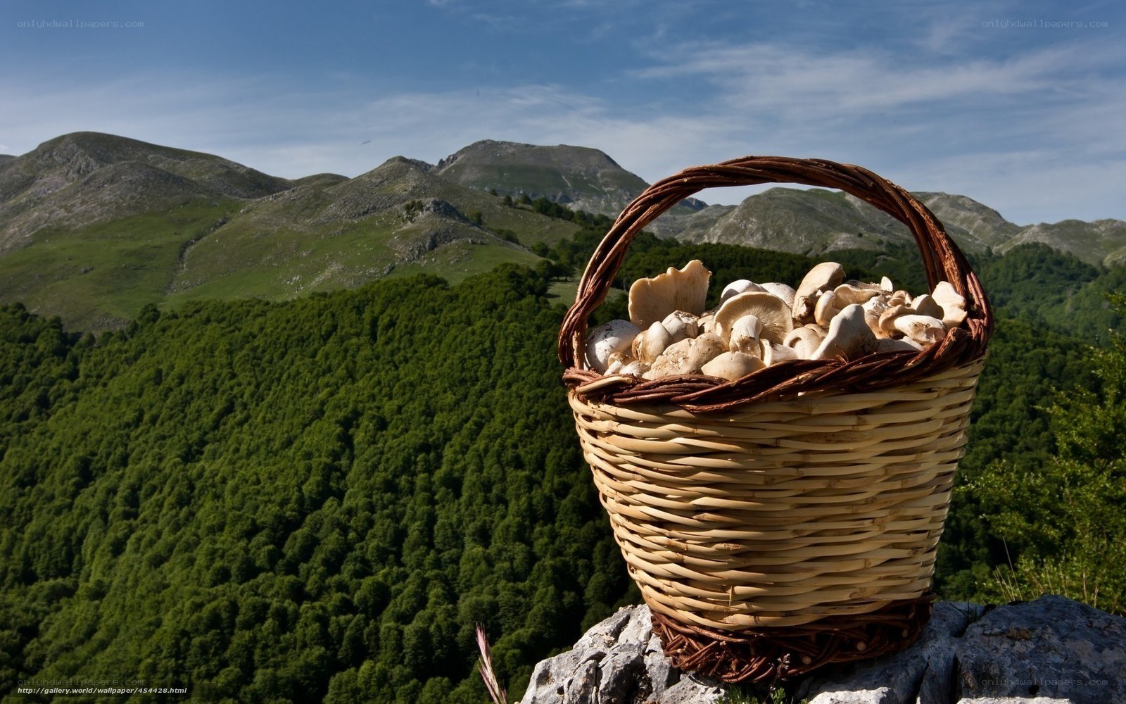 Mushroom basket on mountain peak
