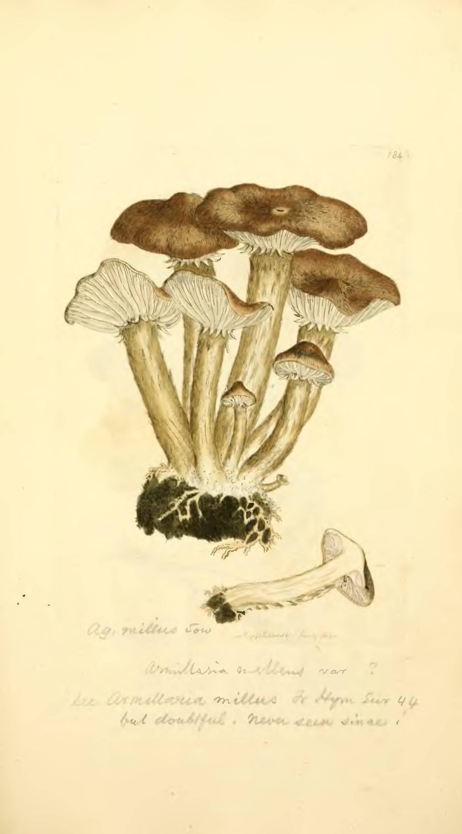 mushroom botanical illustration
