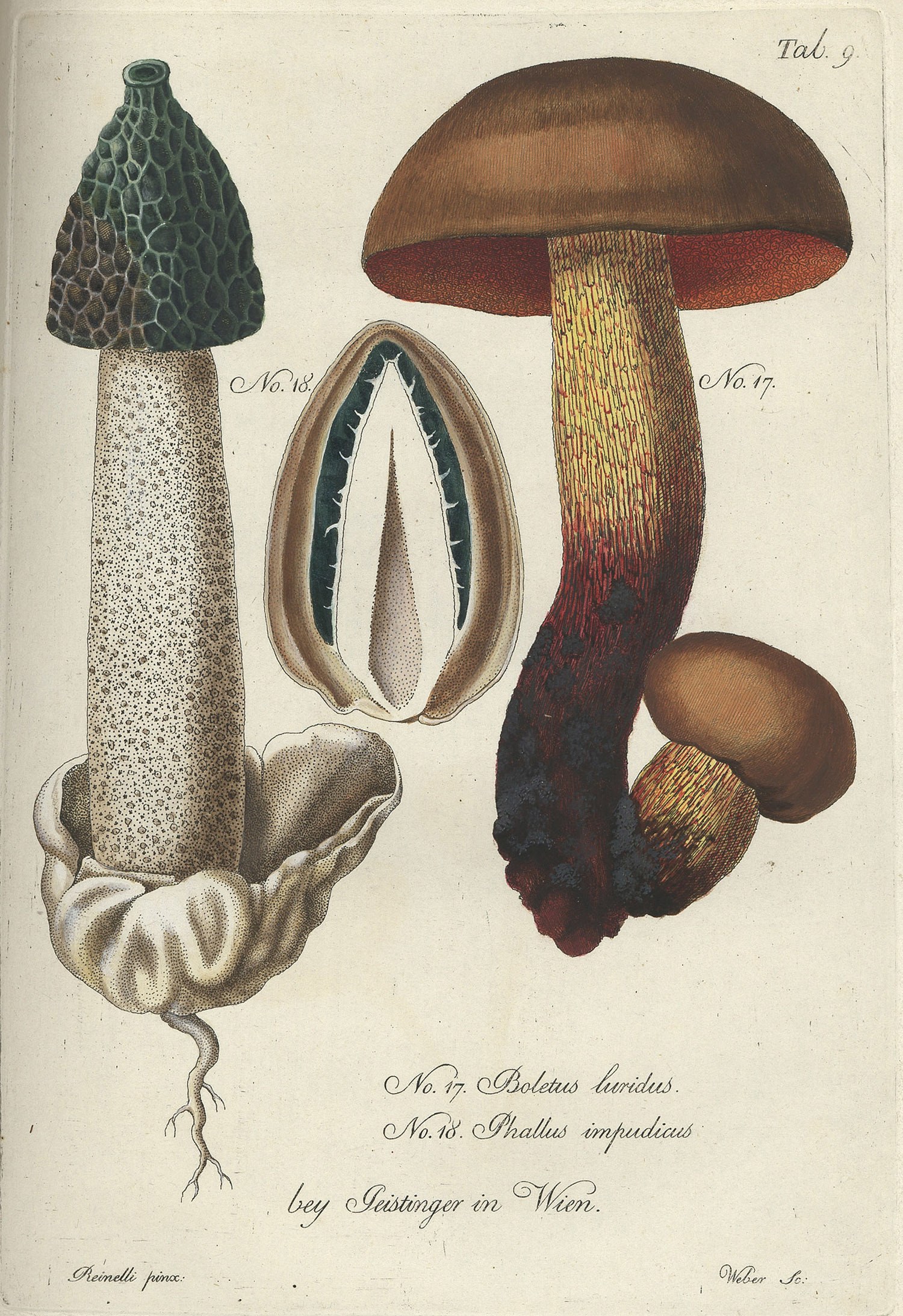 Mushroom botanical illustration
