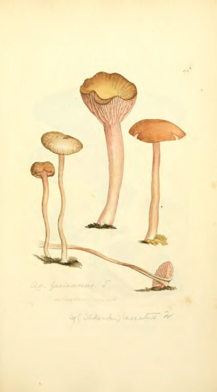 mushroom botanical illustration