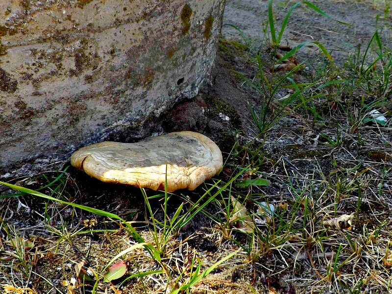 Mushroom by Tree Base