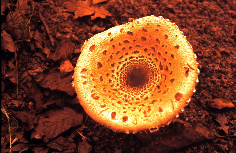 Mushroom Cap Underside