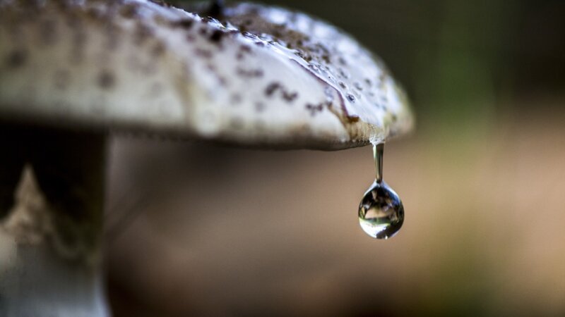 Mushroom Cap with Water Droplet
