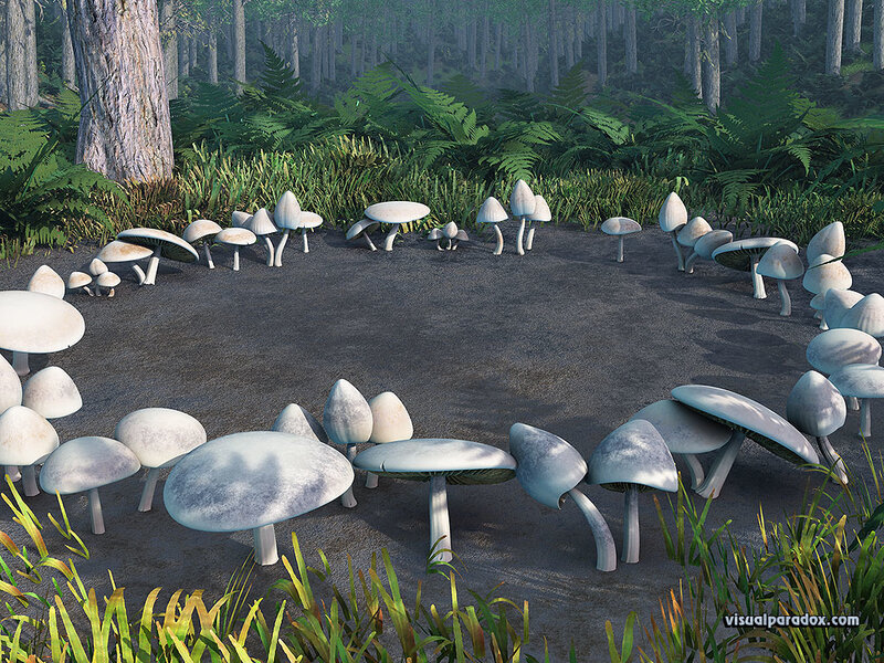 Mushroom circle in forest