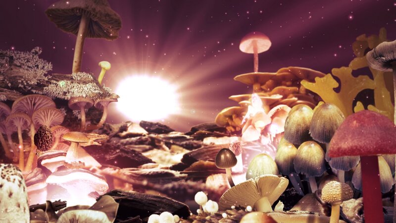 Mushroom Forest at Night — Purple, Magical