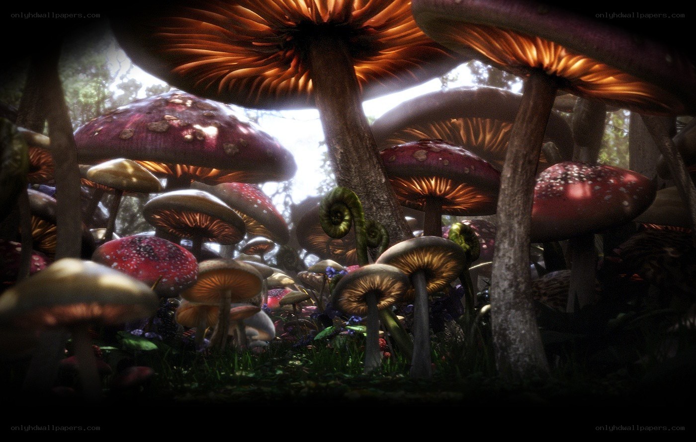 mushroom forest in fantasy light