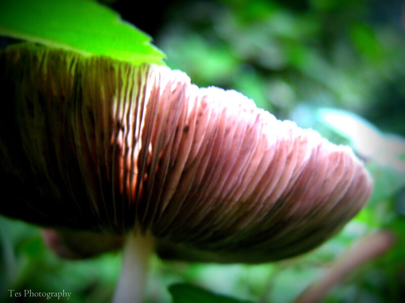 Mushroom Gills under Leaf