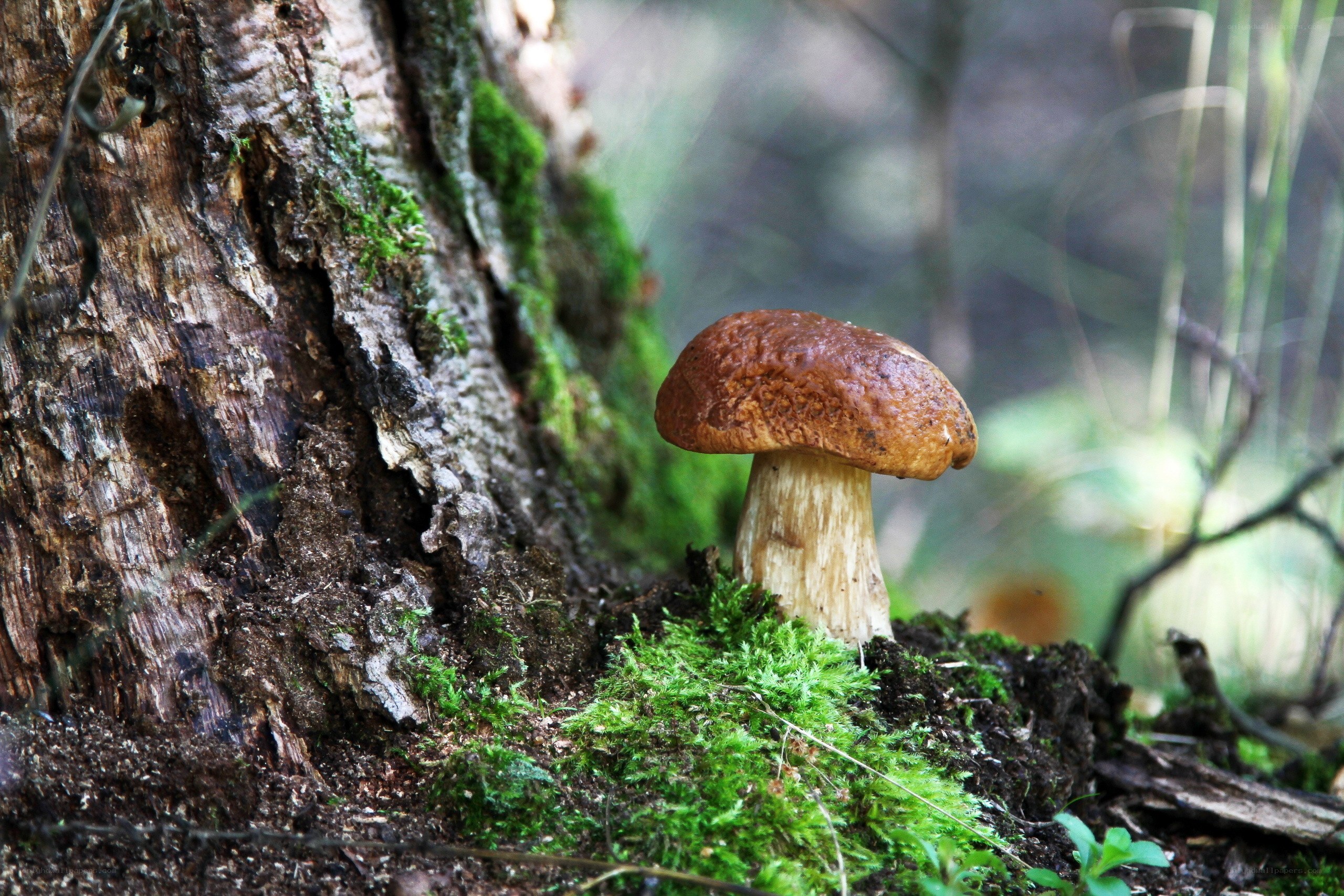 mushroom growing by tree