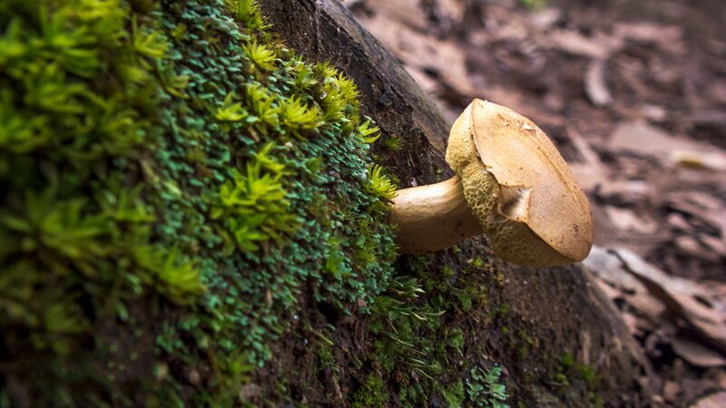 mushroom growing on mossy log