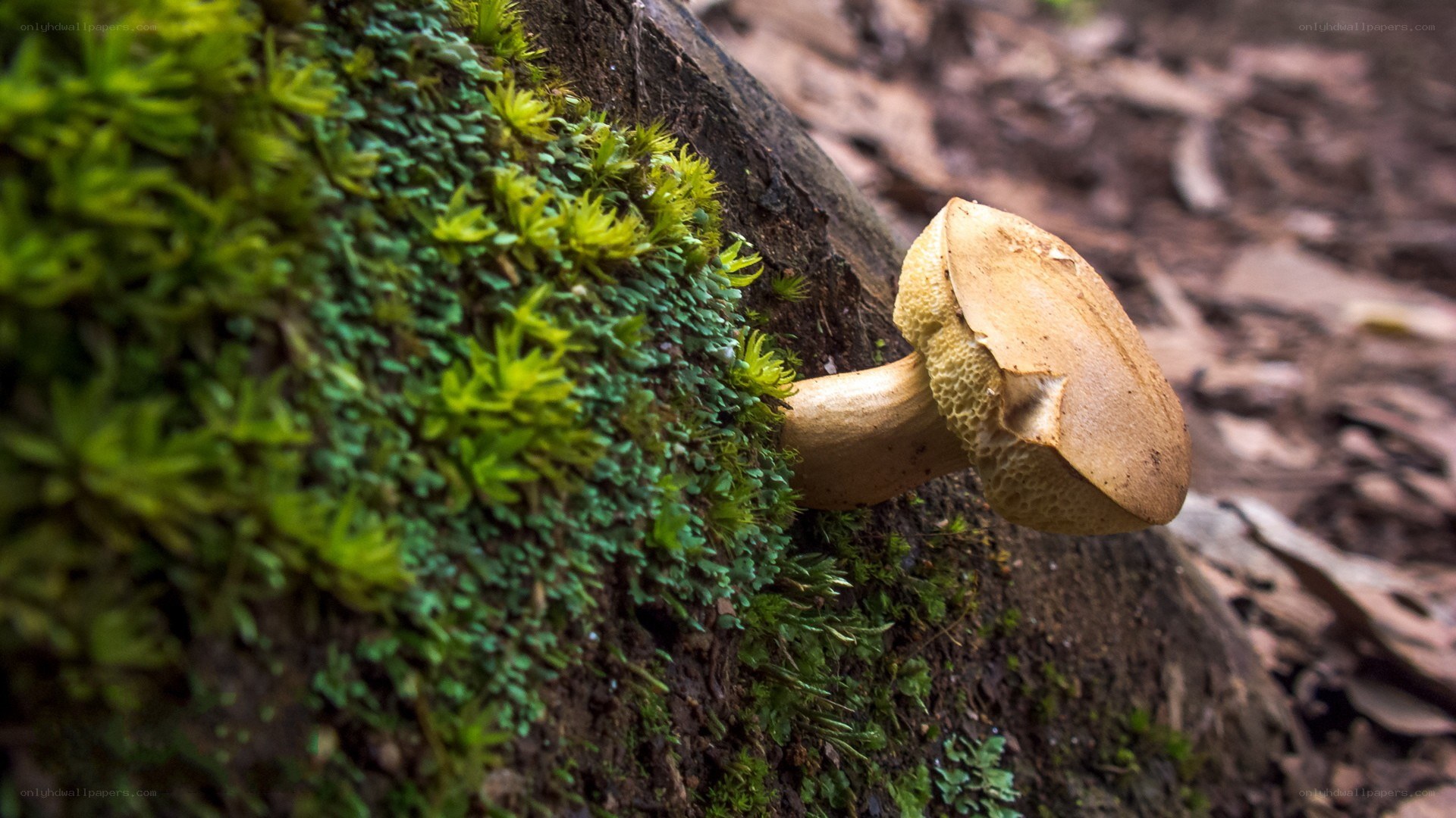mushroom growing on mossy log