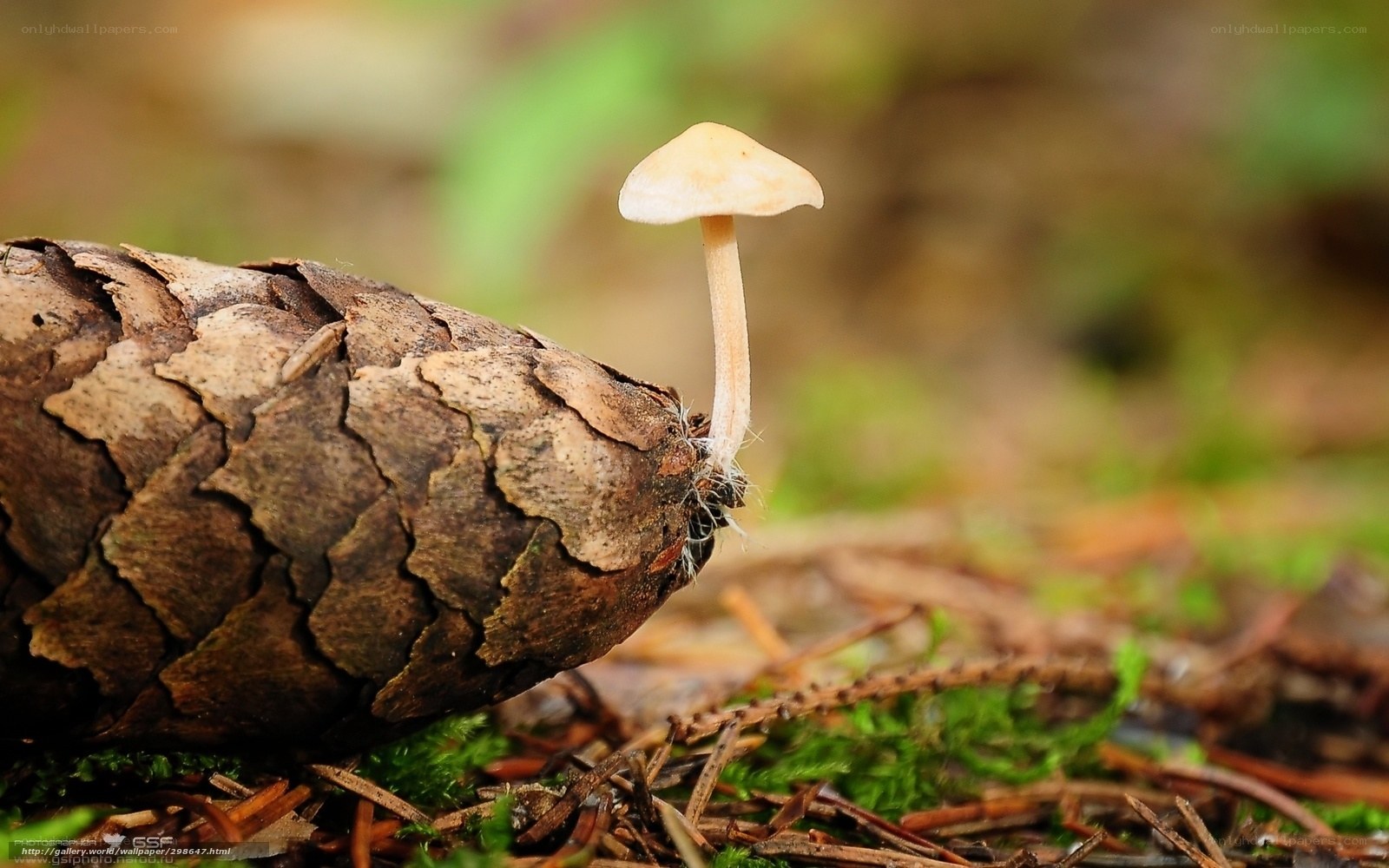 Mushroom growing on pine cone