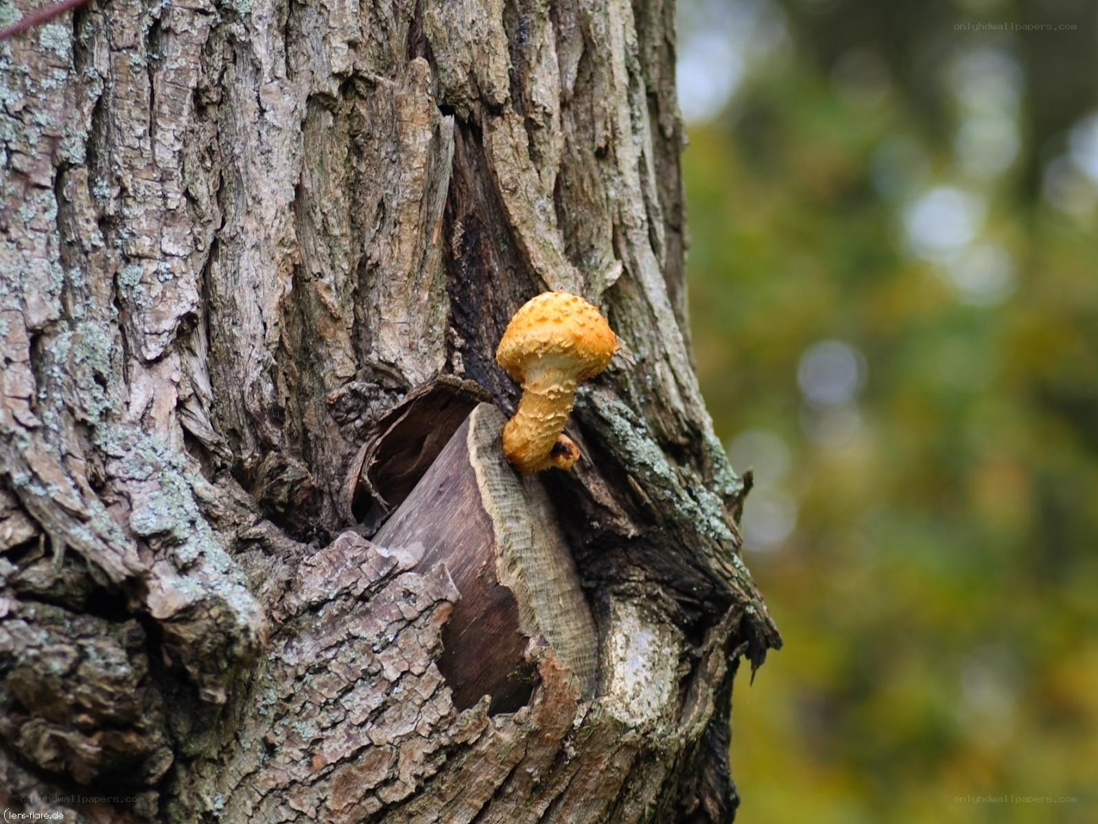 mushroom growing on tree trunk