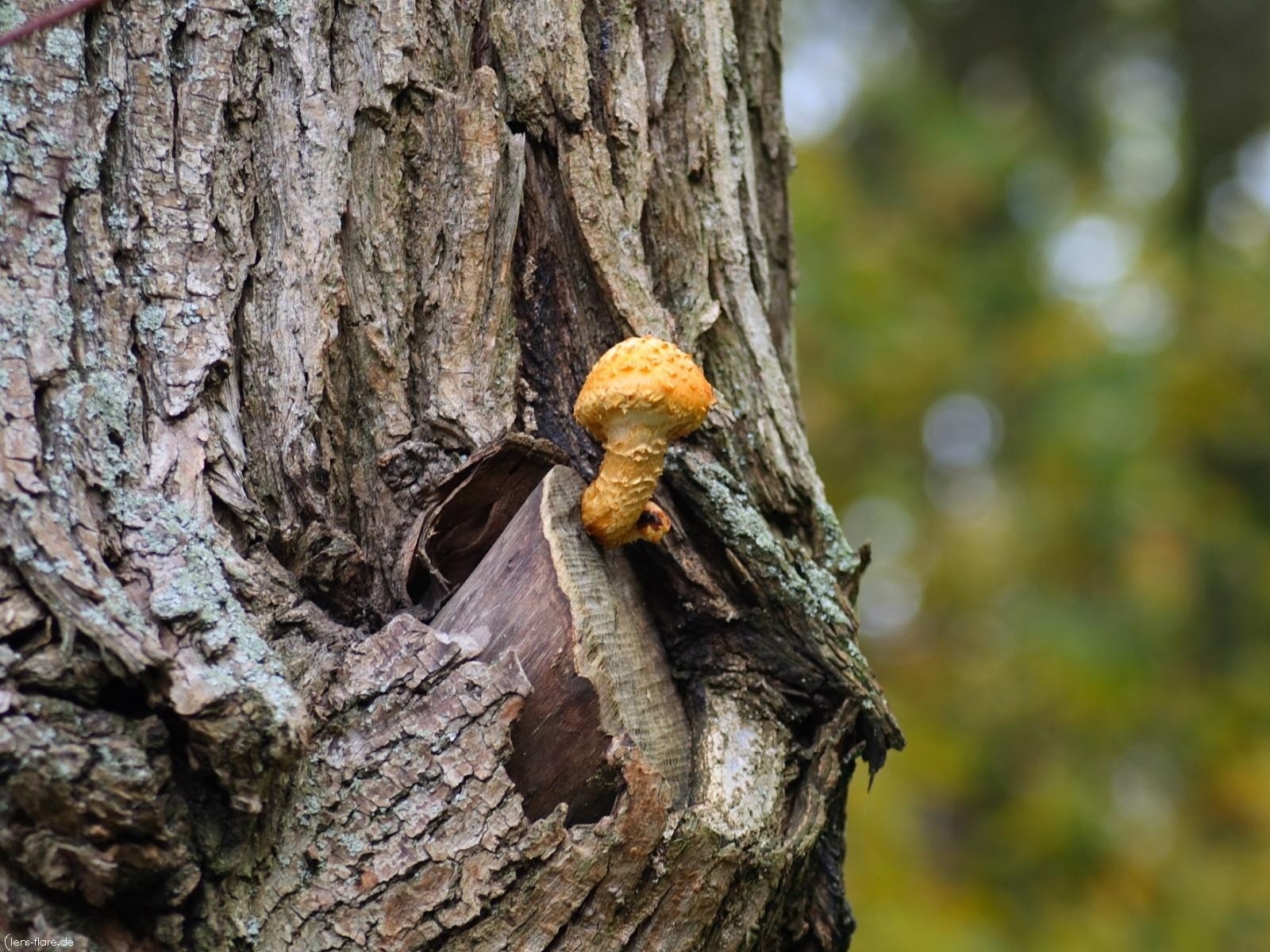 mushroom growing on tree trunk