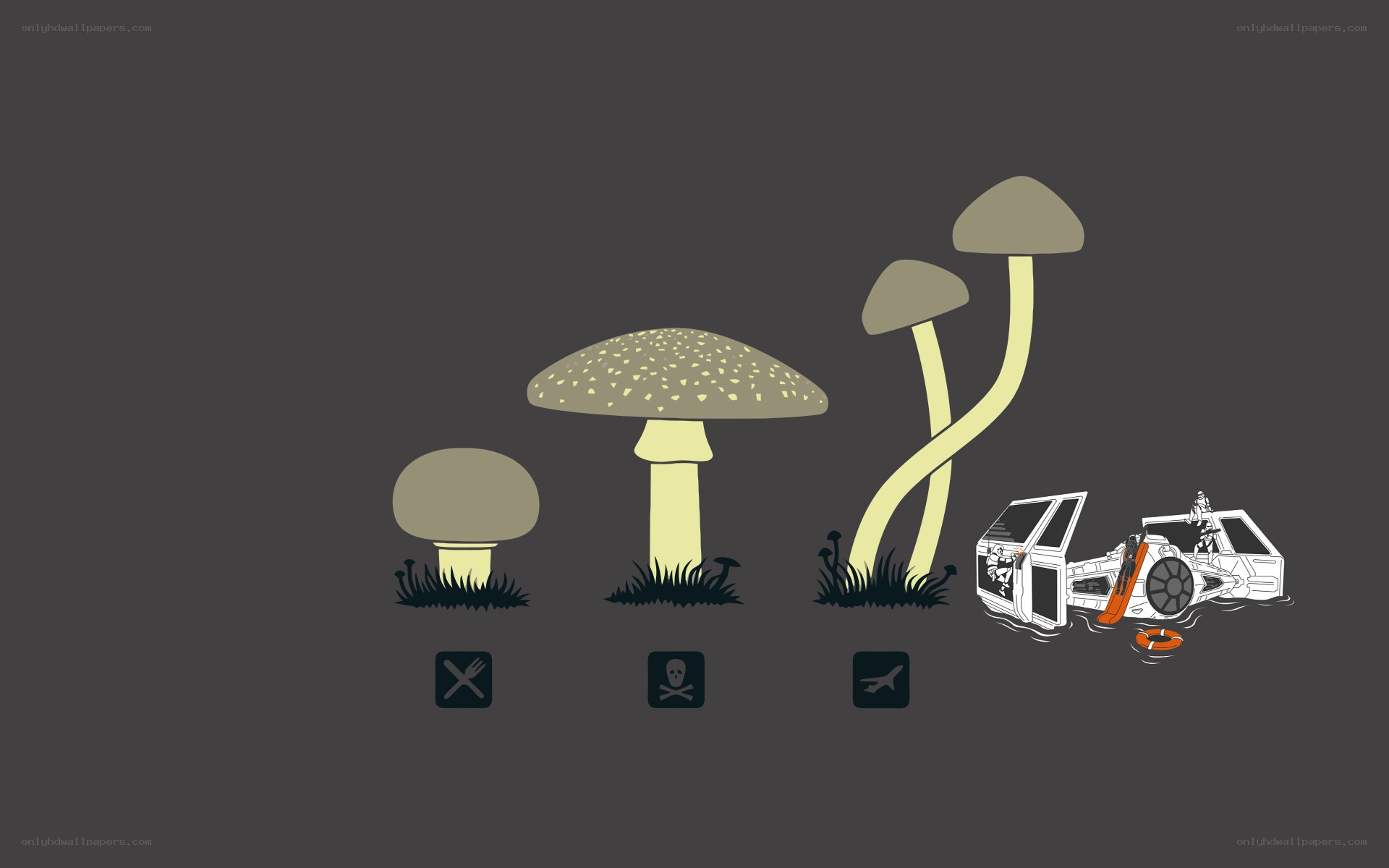 mushroom growth stages