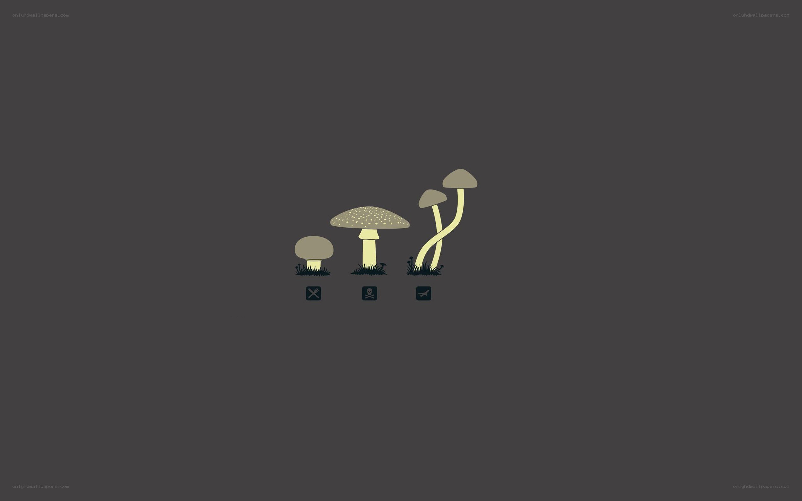 mushroom growth stages