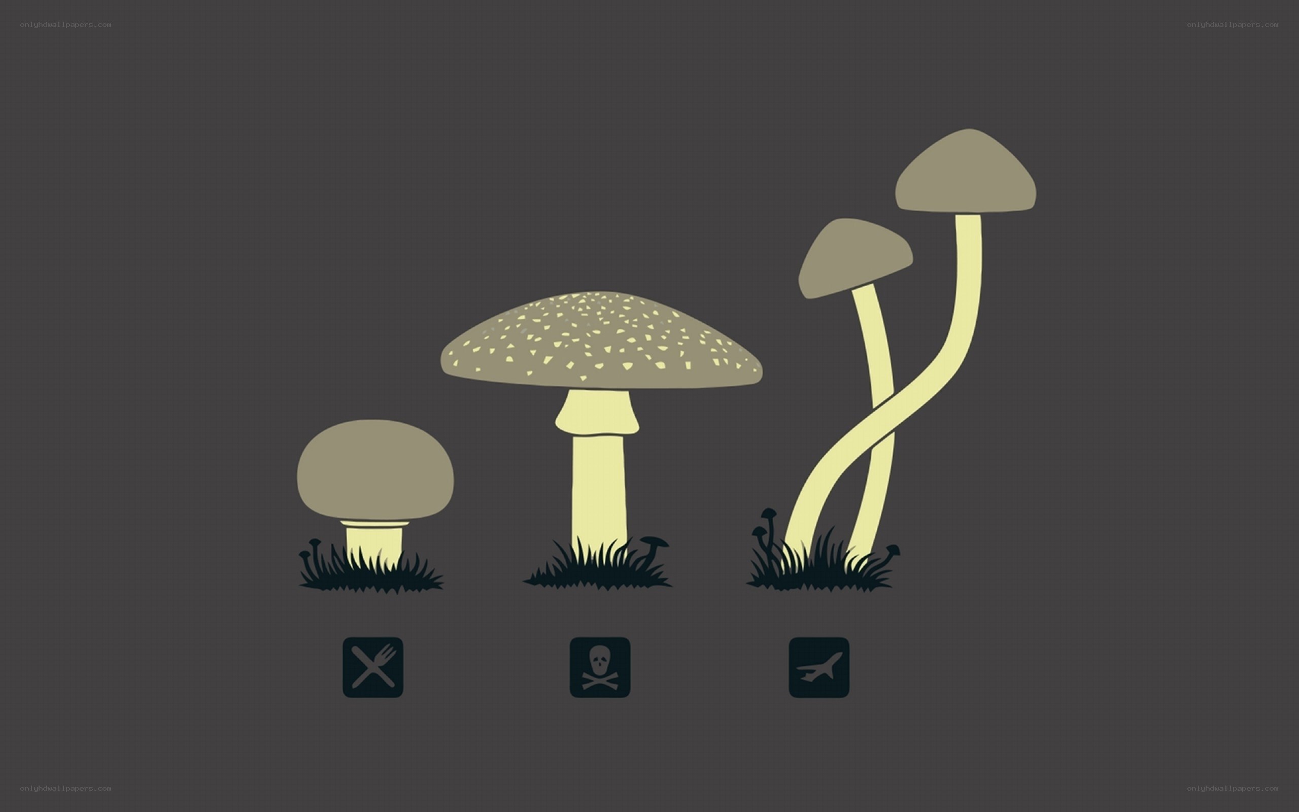 mushroom growth stages