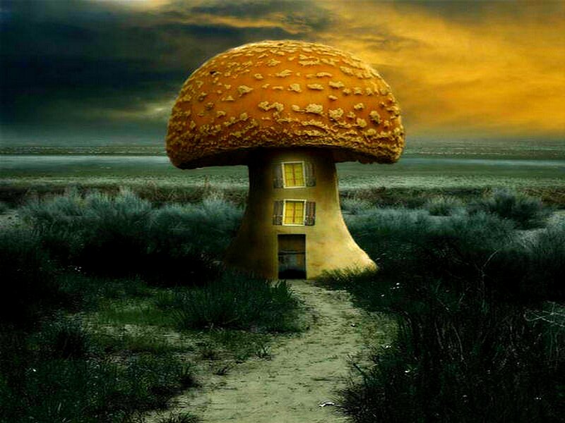 Mushroom house in a field