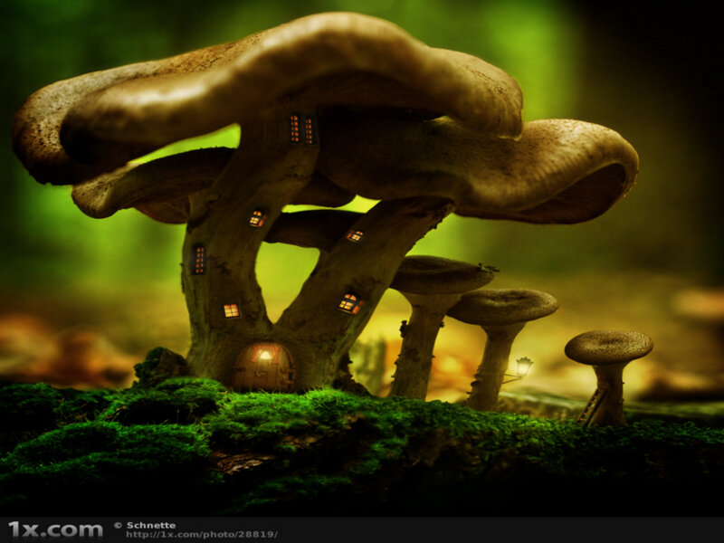 Mushroom house in forest