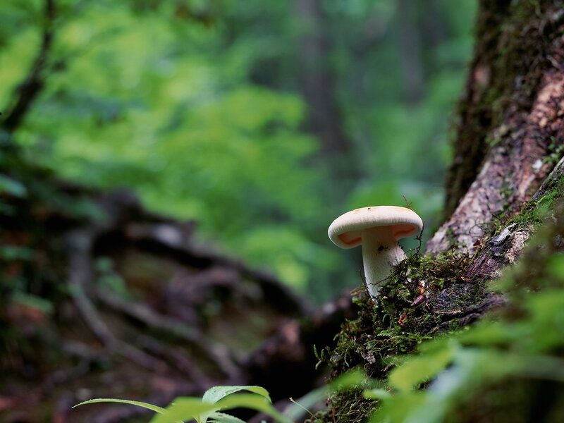 Mushroom in a forest