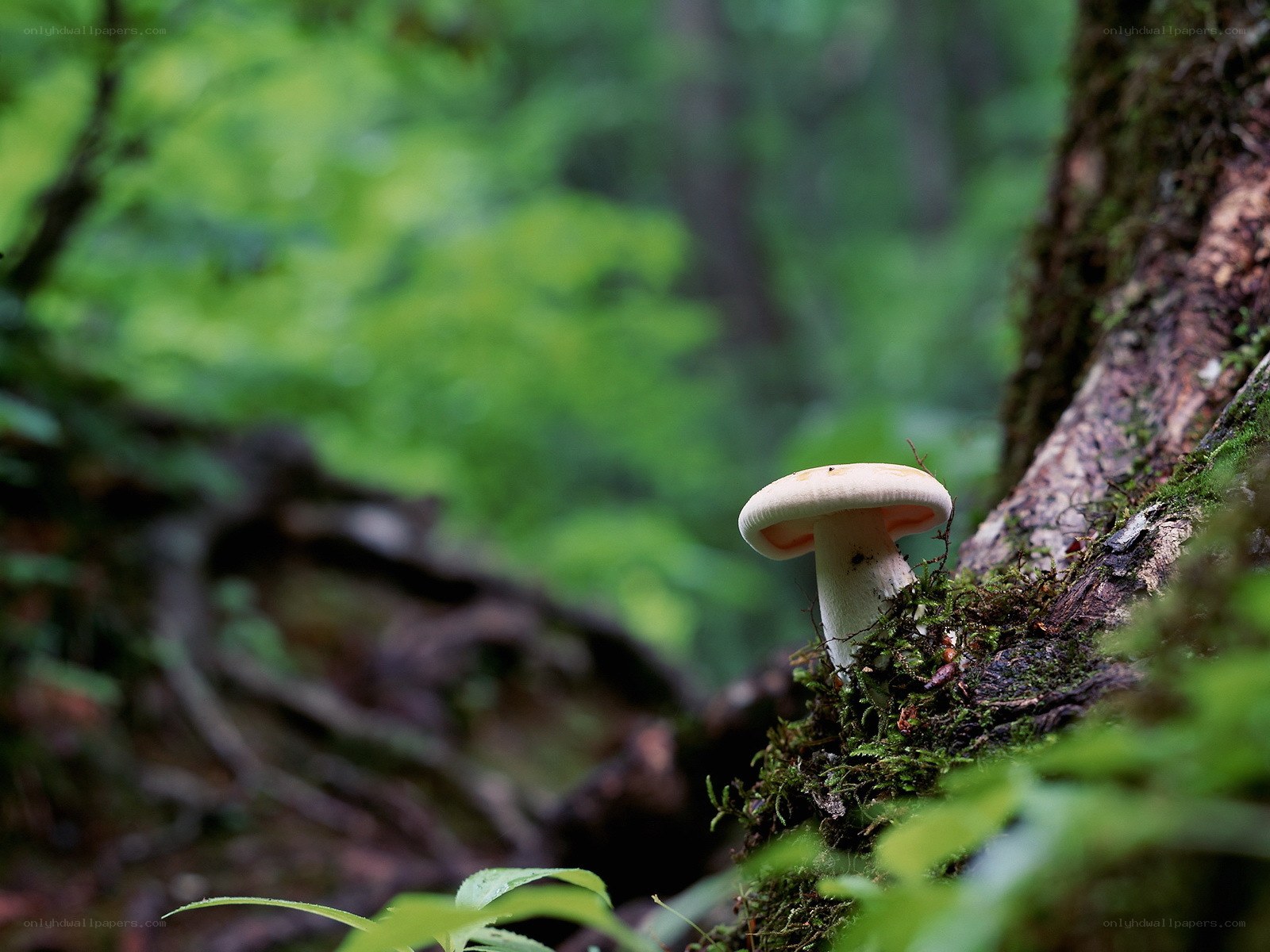 Mushroom in a forest