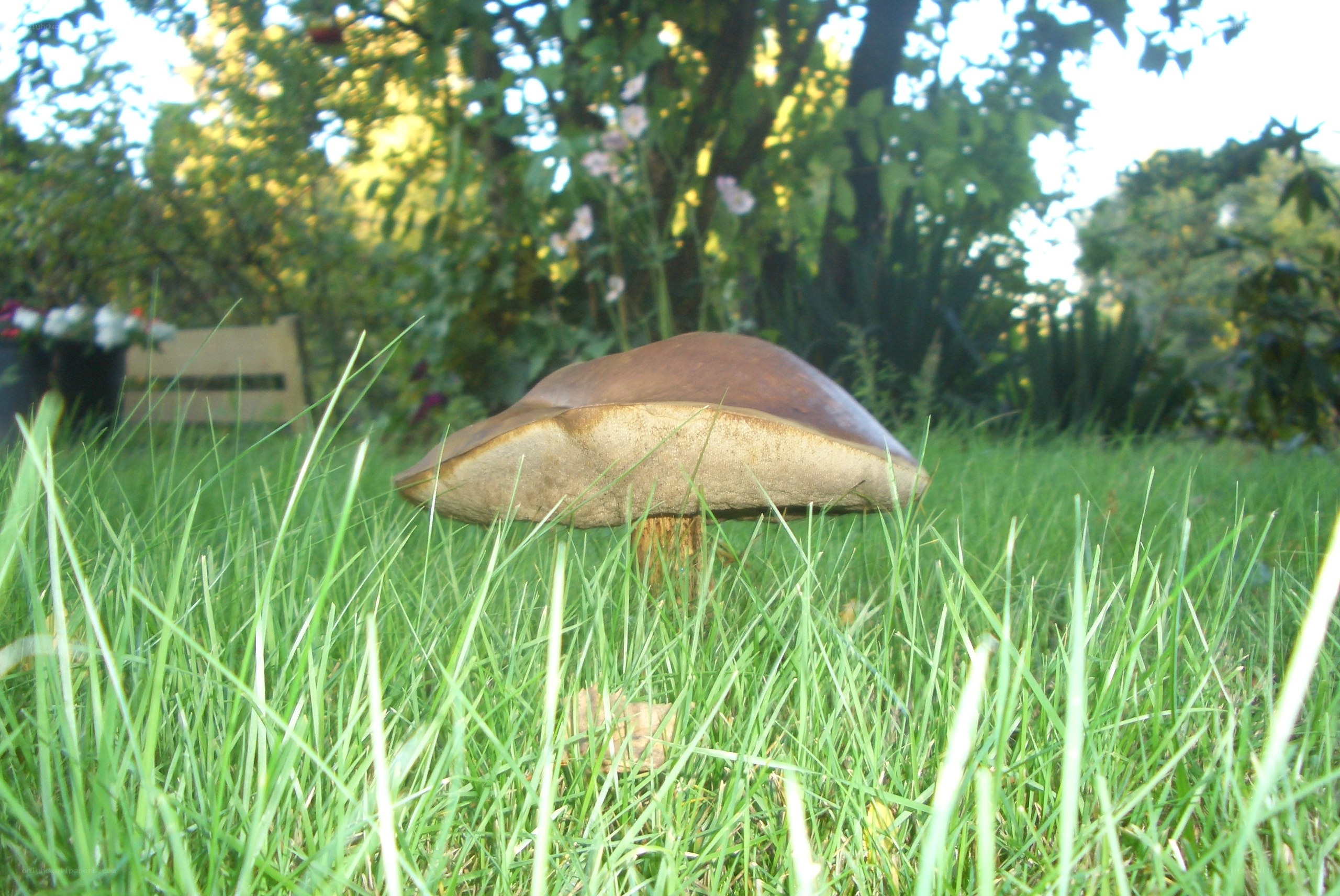 mushroom in a garden