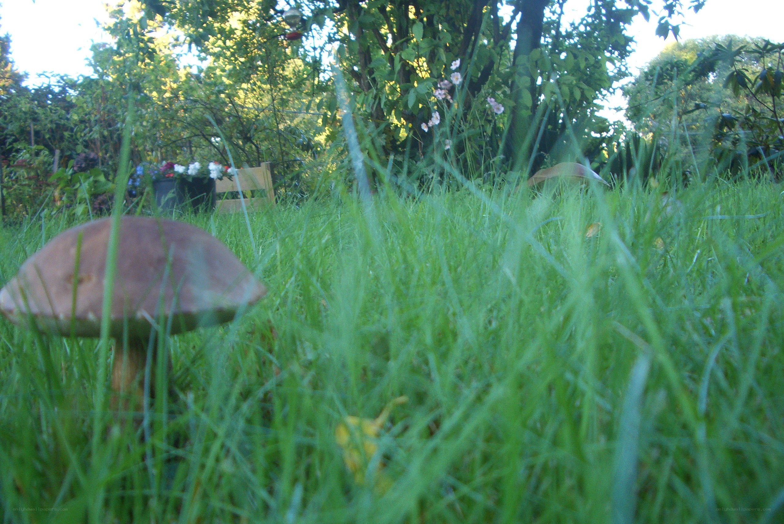 mushroom in a garden