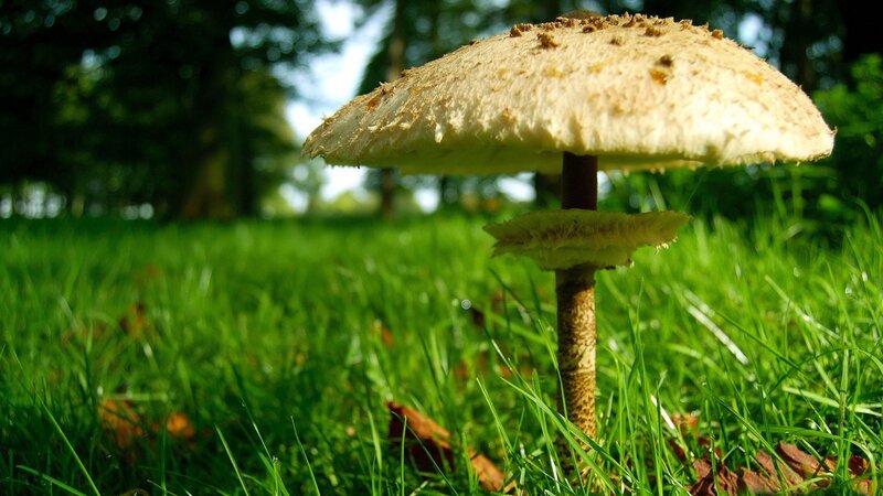 mushroom in a grassy field