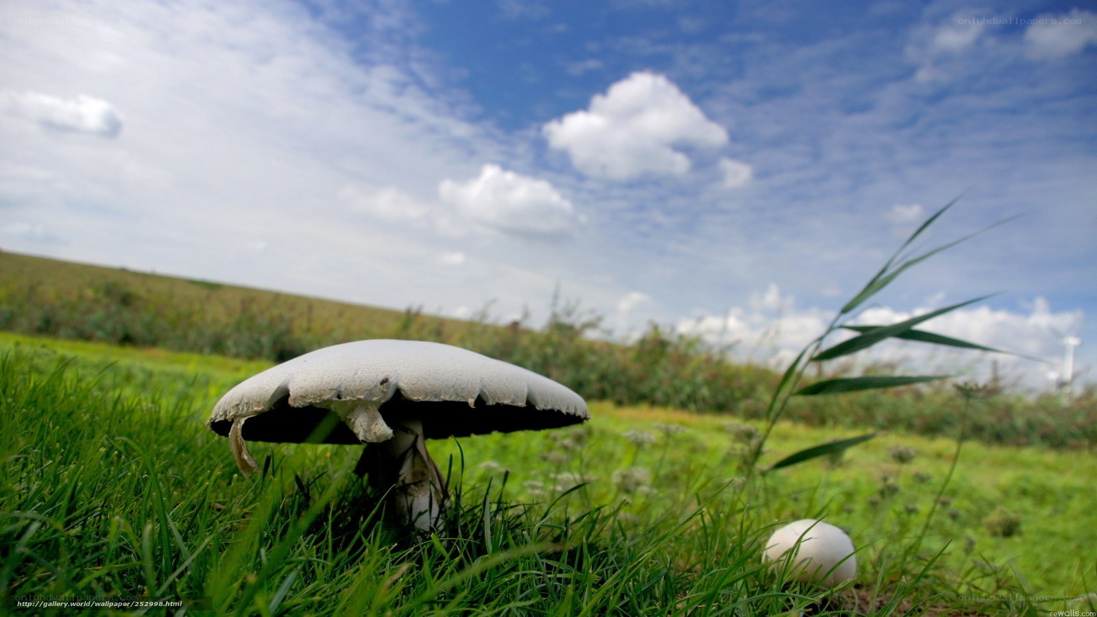 Mushroom in a grassy field