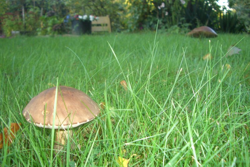 mushroom in a grassy garden