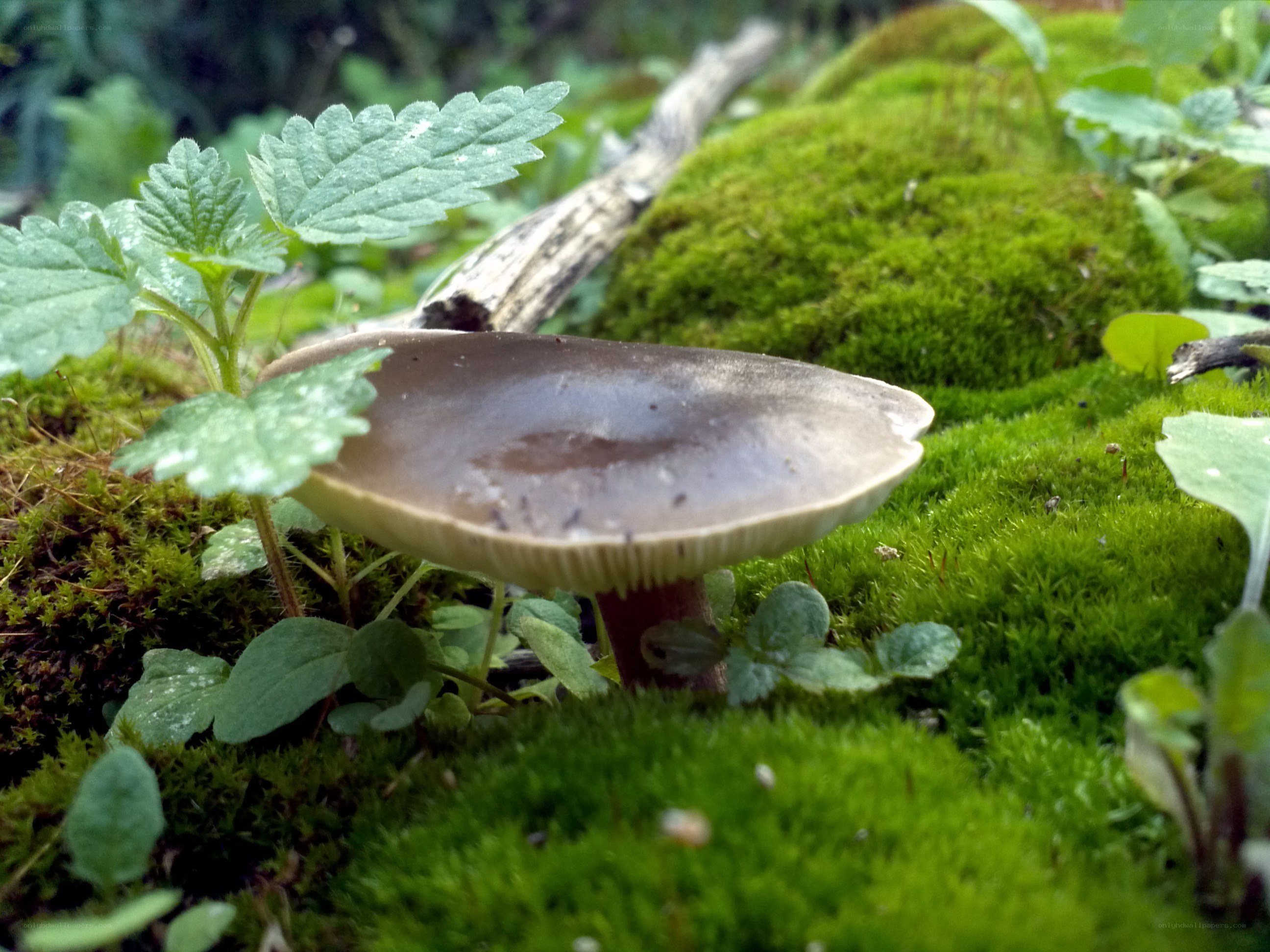 Mushroom in a mossy forest