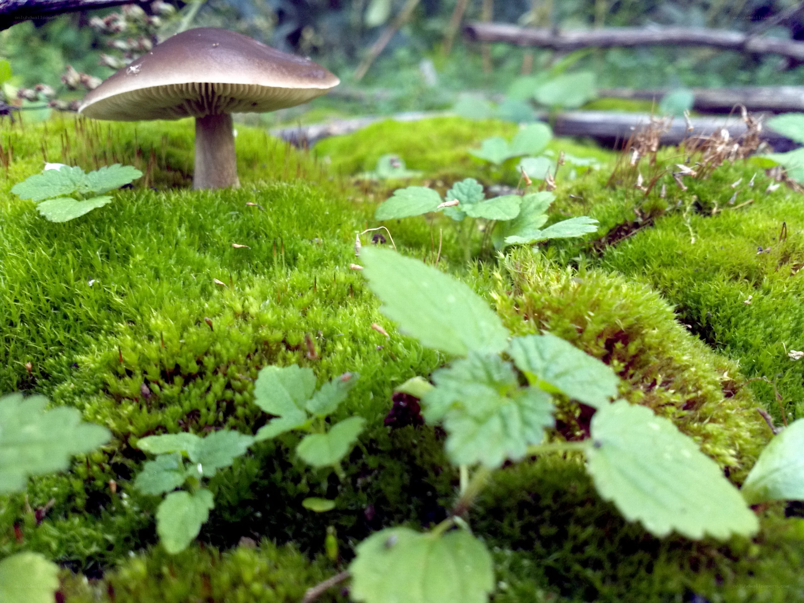 Mushroom in a mossy forest