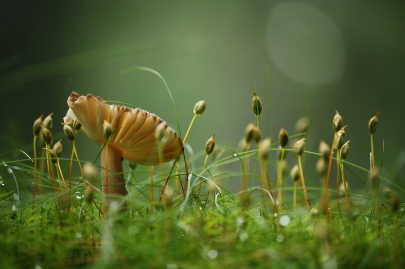 Mushroom in a mossy forest