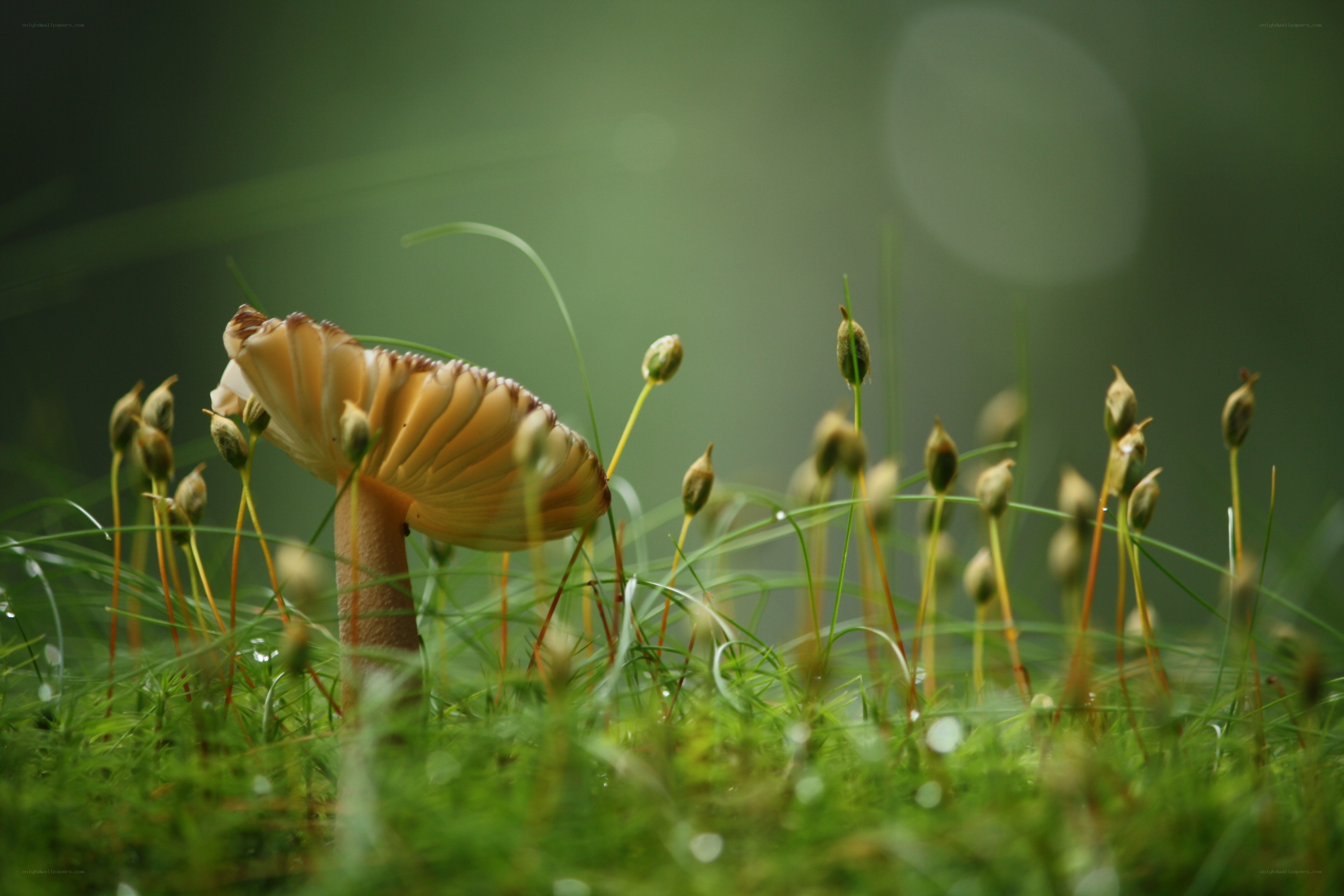 Mushroom in a mossy forest