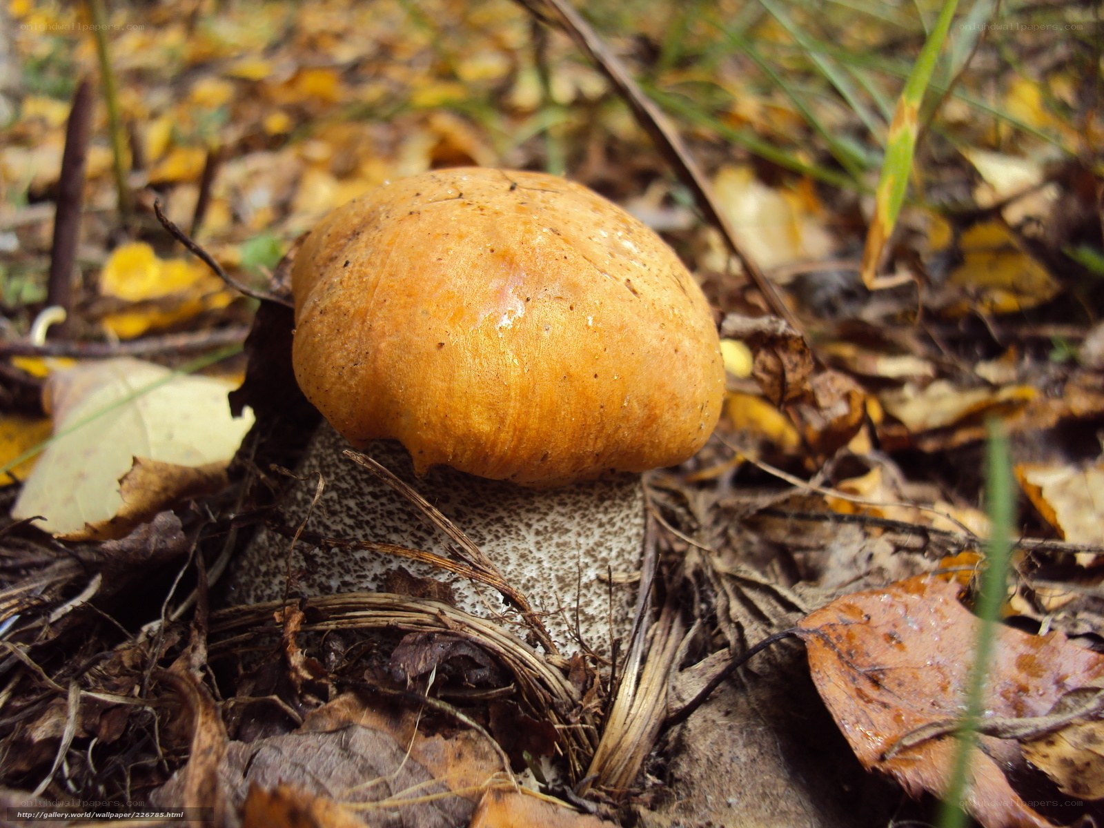 mushroom in autumn forest