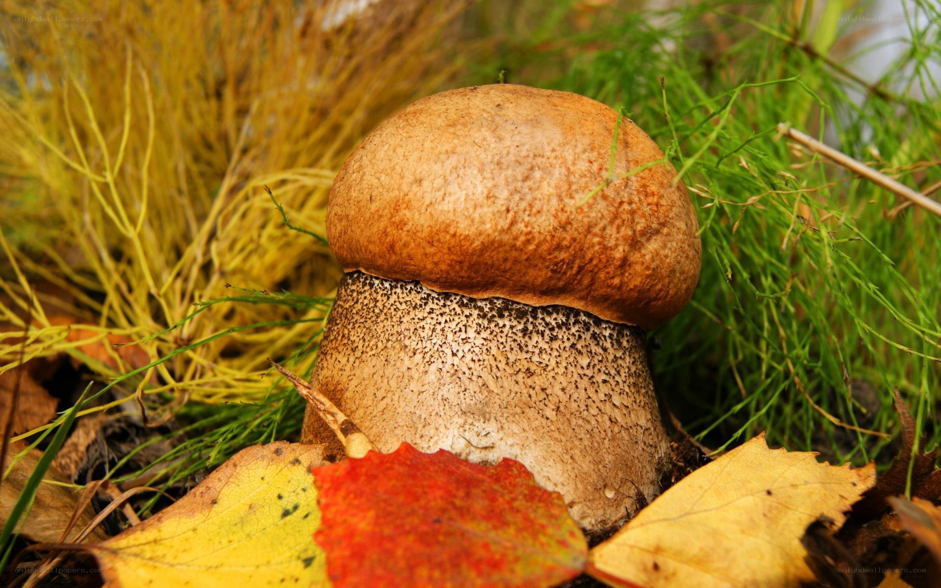 mushroom in autumn grass