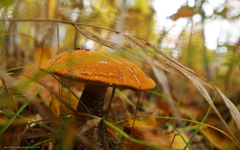 mushroom in autumn grass