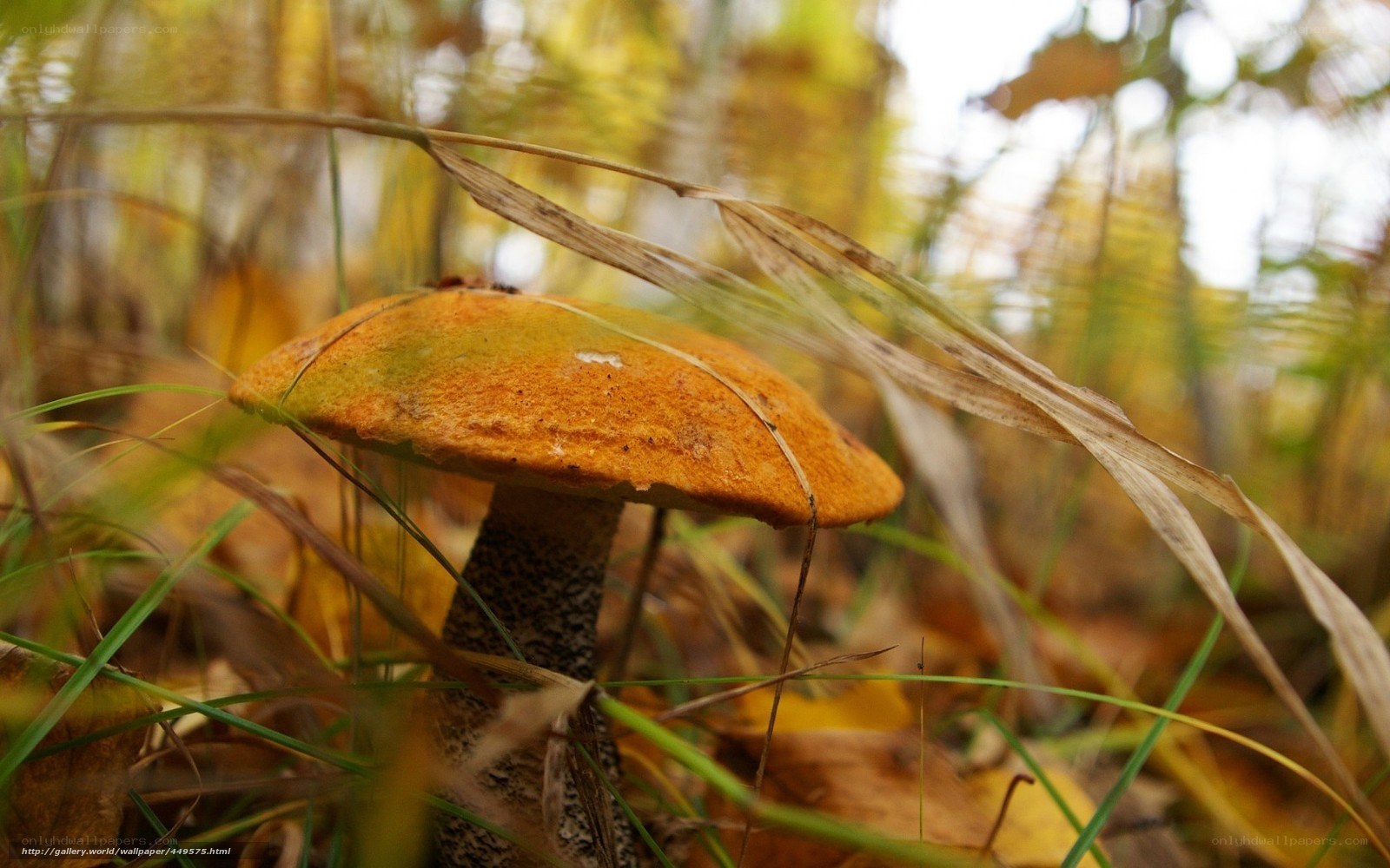 mushroom in autumn grass